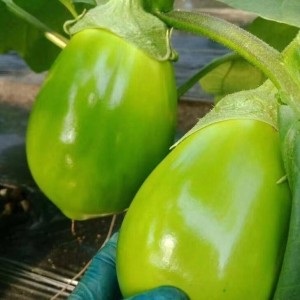 糙青茄种子四季春秋播种庭院种植肉茄子肉质细嫩口感好高产种