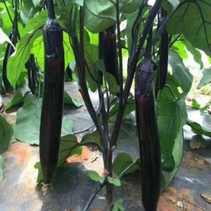 龙盛细黑金301F1茄子种子 早熟杂交一代油黑亮丽茄子种籽细长条形