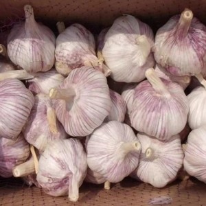 新鲜大蒜头批发基地 原产地直发 源头 红白皮4-6.5cm 坤泰商贸