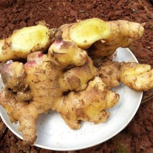 姜来无无忧小黄姜 新鲜生姜 基地直发批发 蔬菜调料 食用蔬菜