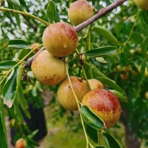 鲜枣新鲜冬枣现摘脆甜沾化鲜脆青枣采摘水果社区团购甄选脆甜多汁