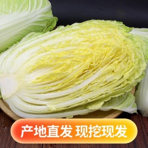 山东潍坊大白菜新鲜10斤包邮鲜嫩蔬菜农家自种黄心包心菜整颗白菜